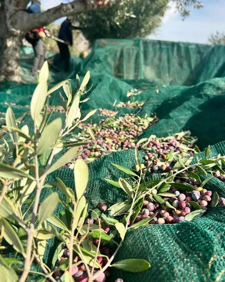 olives harvested